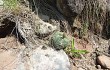 Vista previa de Gymnocalycium buenekeri