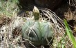 Anteprima di Gymnocalycium buenekeri