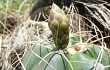 Preview photo Gymnocalycium buenekeri