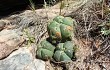 Vista previa de Gymnocalycium buenekeri