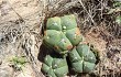 Vista previa de Gymnocalycium buenekeri