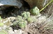 Vista previa de Gymnocalycium buenekeri