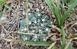 Preview photo Gymnocalycium capillaense