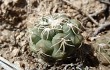 Anteprima di Gymnocalycium capillaense