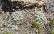 Preview photo Gymnocalycium capillaense