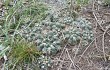 Preview photo Gymnocalycium capillaense