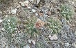 Anteprima di Gymnocalycium capillaense