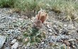 Preview photo Gymnocalycium capillaense