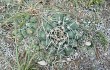 Preview photo Gymnocalycium capillaense