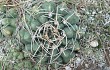 Preview photo Gymnocalycium capillaense