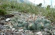 Preview photo Gymnocalycium capillaense