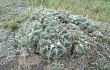 Vista previa de Gymnocalycium capillaense