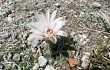 Preview photo Gymnocalycium capillaense