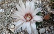 Vista previa de Gymnocalycium capillaense