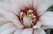 Preview photo Gymnocalycium capillaense