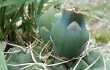 Vista previa de Gymnocalycium capillaense