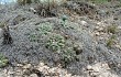 Preview photo Gymnocalycium capillaense