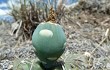 Anteprima di Gymnocalycium capillaense
