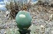 Preview photo Gymnocalycium capillaense