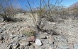 Vista previa de Gymnocalycium cardenasianum