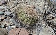 Vista previa de Gymnocalycium cardenasianum