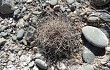 Preview photo Gymnocalycium cardenasianum