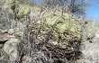 Vista previa de Gymnocalycium cardenasianum