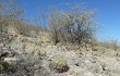 Vista previa de Gymnocalycium cardenasianum