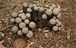 Preview photo Copiapoa cinerea