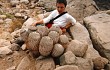 Anteprima di Copiapoa cinerea