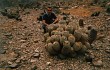 Anteprima di Copiapoa cinerea