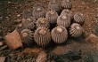 Preview photo Copiapoa cinerea