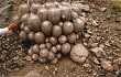 Anteprima di Copiapoa cinerea