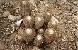 Anteprima di Copiapoa cinerea