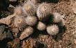 Anteprima di Copiapoa cinerea