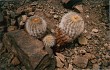 Preview photo Copiapoa cinerea