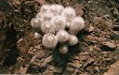 Preview photo Copiapoa cinerea