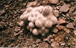 Anteprima di Copiapoa cinerea