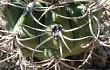 Vista previa de Gymnocalycium castellanosii