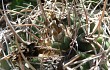 Anteprima di Gymnocalycium castellanosii