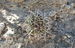 Anteprima di Gymnocalycium castellanosii