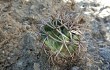 Vista previa de Gymnocalycium castellanosii