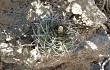 Vista previa de Gymnocalycium castellanosii