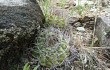 Anteprima di Gymnocalycium castellanosii