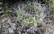 Anteprima di Gymnocalycium castellanosii