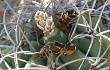 Vista previa de Gymnocalycium castellanosii