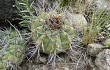 Vista previa de Gymnocalycium castellanosii