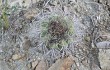 Preview photo Gymnocalycium castellanosii