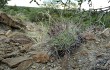 Vista previa de Gymnocalycium castellanosii