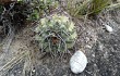 Anteprima di Gymnocalycium castellanosii